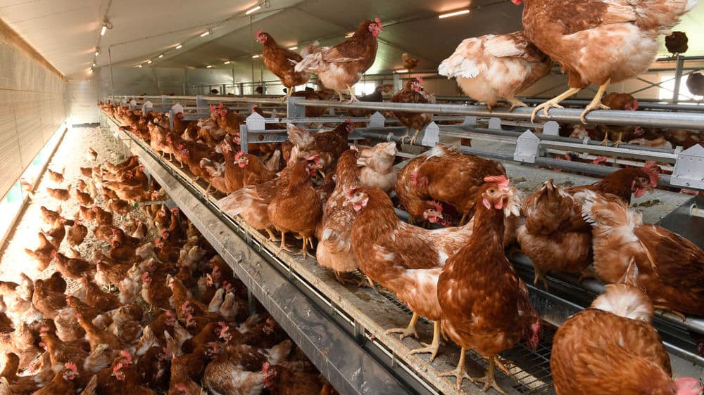 Poulailler Mamo Ferme